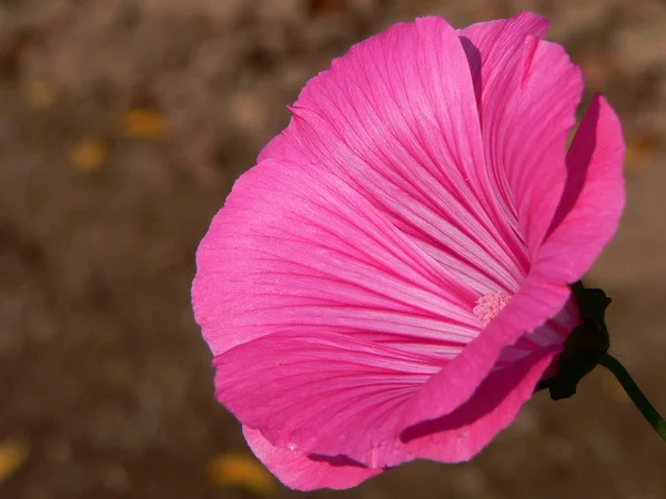 庭のピンクハイビスカスの花 — ストック写真