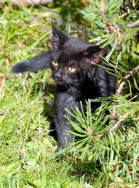 Portré Egy Aranyos Macska — Stock Fotó