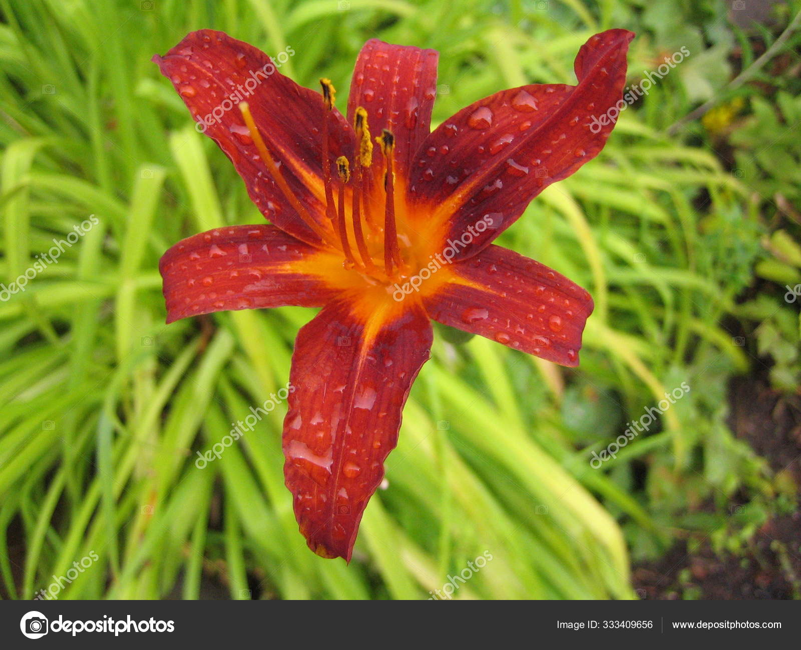 How Do You Name A Flower After Someone Best Flower Site