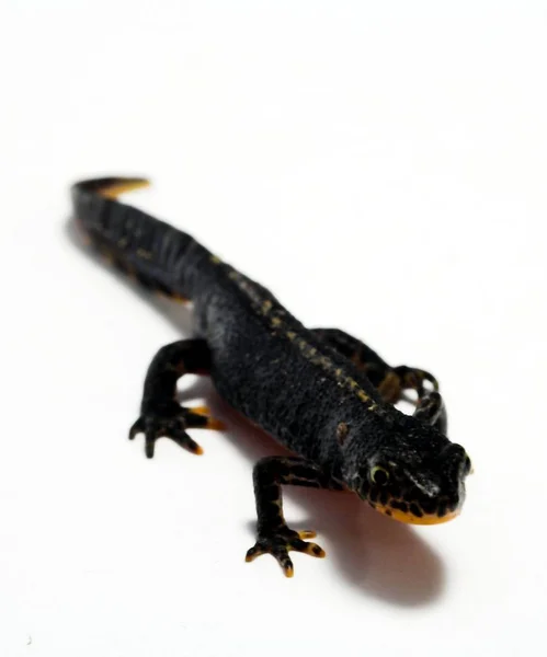Salamandra Animal Reptiles Lagarto — Foto de Stock