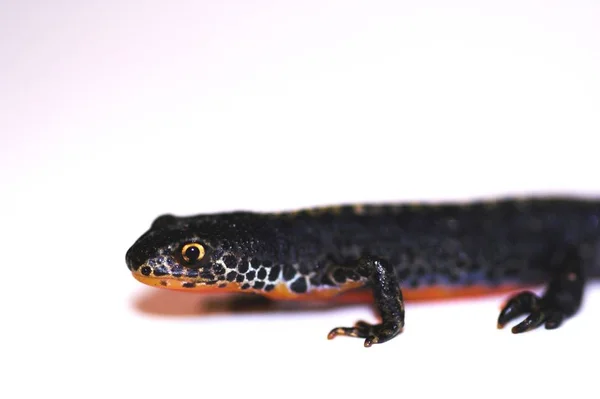 Frittella Alpina Anfibio Bergmolco Salamandra — Foto Stock