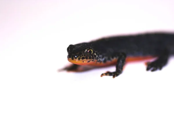 Tritón Alpino Animal Anfibio Bergmolch Salamandra —  Fotos de Stock