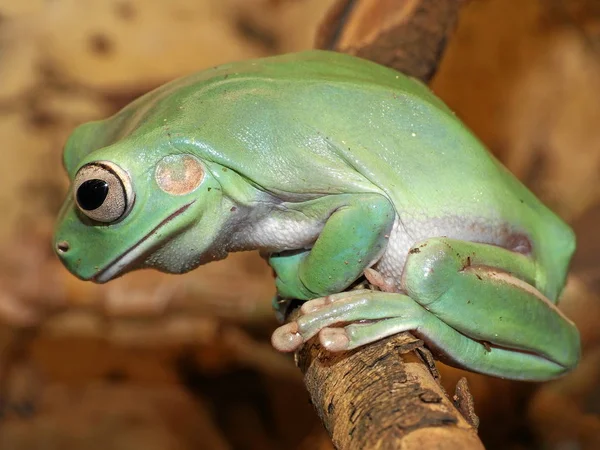 彼は何も逃しません 美しい緑の色をしたオーストラリアのサンゴのカエルや巨大なカエル — ストック写真