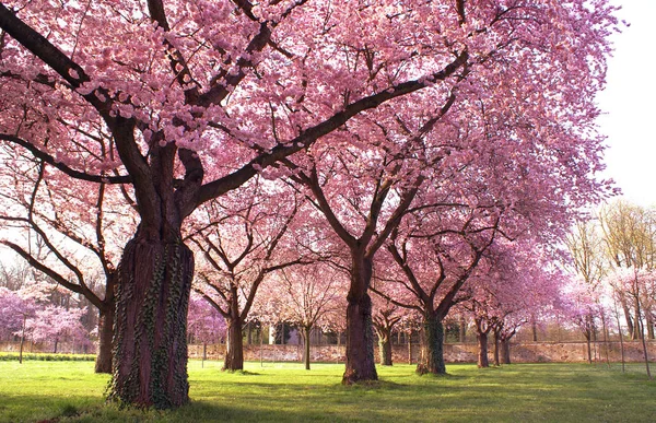 Kirschblüte Blumen Frühling — Stockfoto