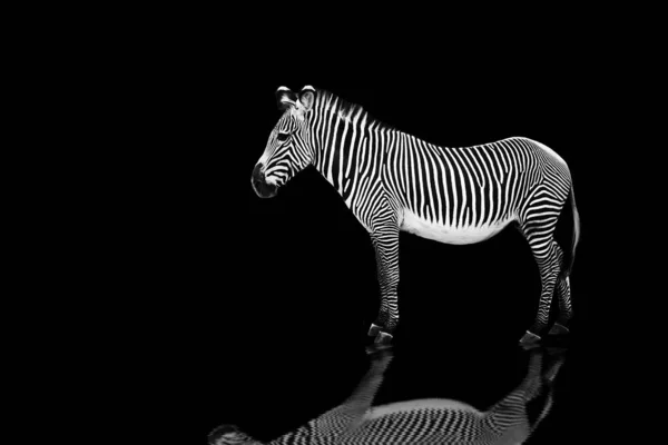 Чорно Біла Смугаста Зебра Тварина Ссавець — стокове фото