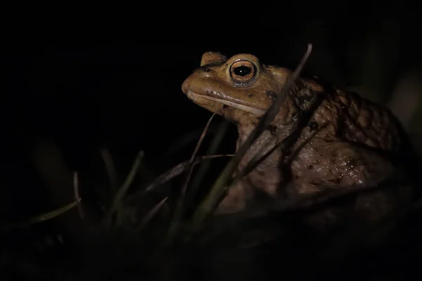 Žabí Plaz Žabí Obojživelné Zvíře — Stock fotografie