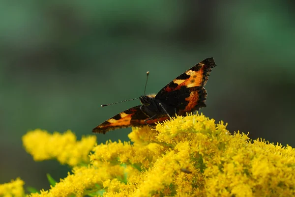 Petit Renard Papillon Flore Faune — Photo