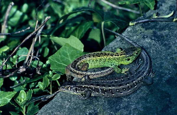 Nahaufnahme Von Eidechsen Lebensraum Wildniskonzept — Stockfoto