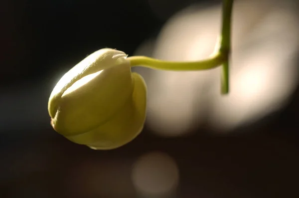 Bela Planta Flor Orquídea Pétalas Flora — Fotografia de Stock