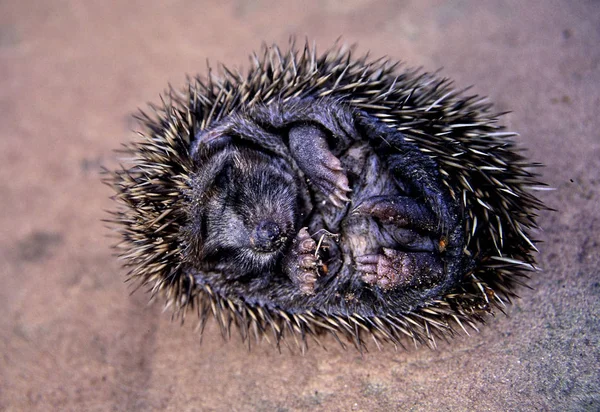 Agujas Erizo Animales Espinosos — Foto de Stock