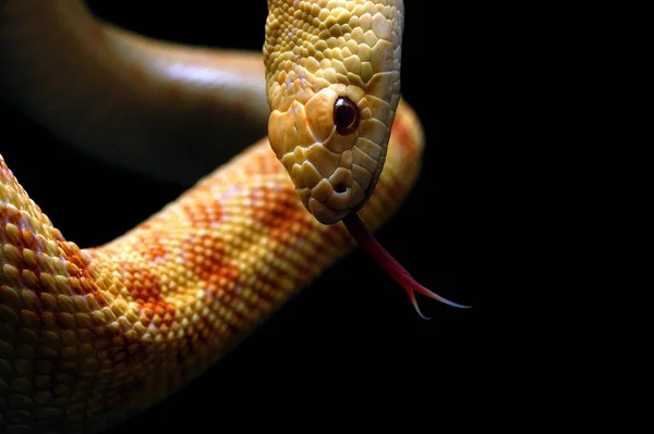 Scenic View Majestic Dangerous Snake — Stock Photo, Image