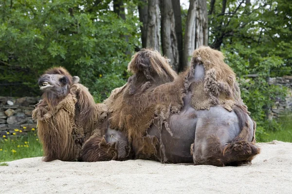 Звичайна Верблюжа Тварина Фауна Природи — стокове фото