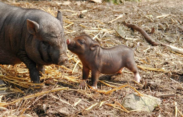 Animali Giovani Attenzione Selettiva — Foto Stock