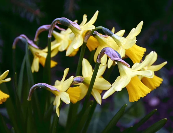 Piękny Wiosenny Kwiat Żonkil Narcyz — Zdjęcie stockowe