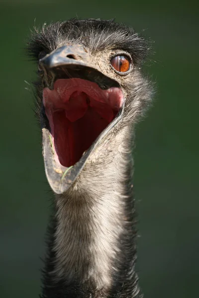 Ζωικό Πτηνό Στρουθοκαμήλου Άγρια Ζώα — Φωτογραφία Αρχείου