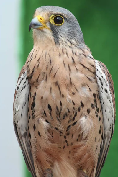 Malebný Pohled Krásné Kestrel Ptáka — Stock fotografie