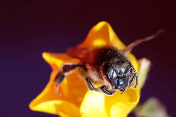 Güzel Çiçekler Çiçek Konsepti — Stok fotoğraf