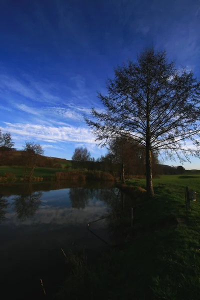 Boom Bij Het Meer — Stockfoto