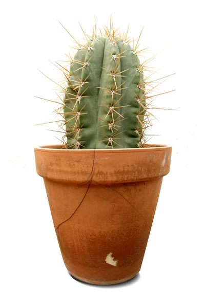 Kaktus Rośliny Tropikalne Flora — Zdjęcie stockowe