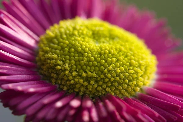 Bild Von Gänseblümchen Voller Blüte — Stockfoto