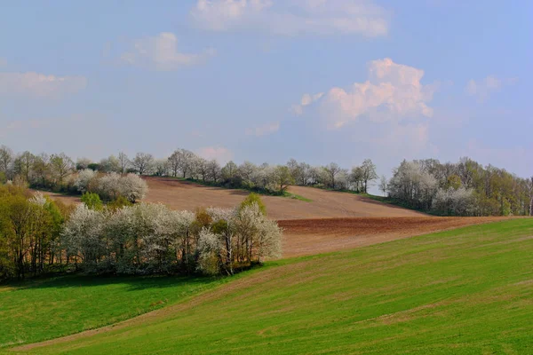 Champ Rural Terres Agricoles — Photo