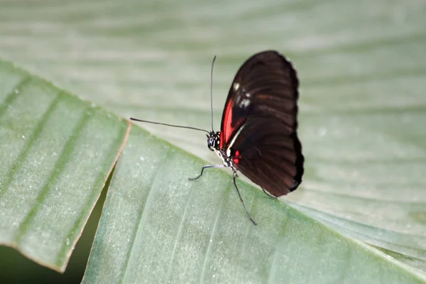 Pequeno Mensageiro Heliconius Erato — Fotografia de Stock