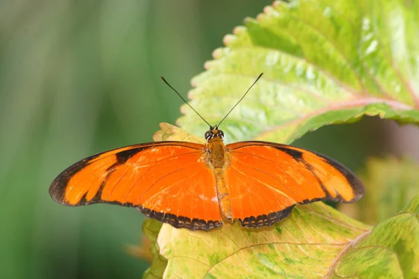 Primo Piano Bug Natura Selvaggia — Foto Stock