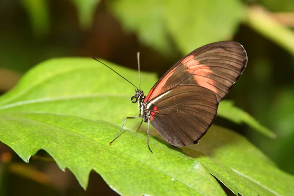 Küçük Kurye Heliconius Erato — Stok fotoğraf