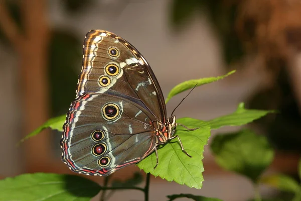 Hibou Papillon Banane Papillon Caligo Eurilochus — Photo