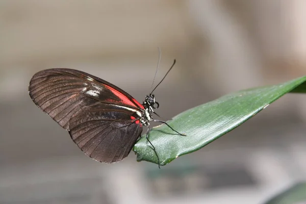 Kurier Mały Heliconius Erato — Zdjęcie stockowe