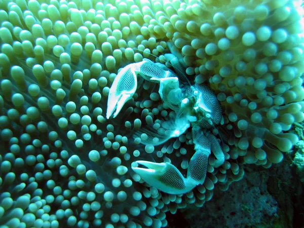 Unterwasserwelt Unterwasserwelt — Stockfoto