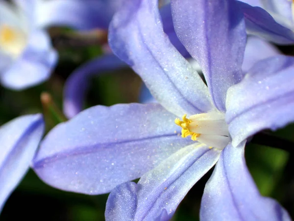 美しい花 花のコンセプトの背景 — ストック写真