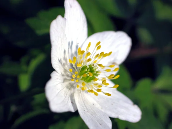 Güzel Çiçek Açan Şakayık Çiçekleri — Stok fotoğraf
