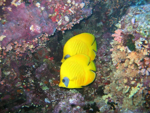 硬珊瑚前的一对口罩蝴蝶鱼 — 图库照片