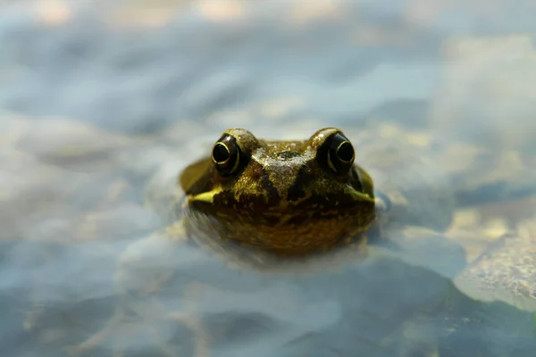 개구리를 가까이 — 스톡 사진