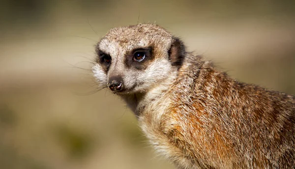 Meerkat Animal Criatura Suricatta — Fotografia de Stock