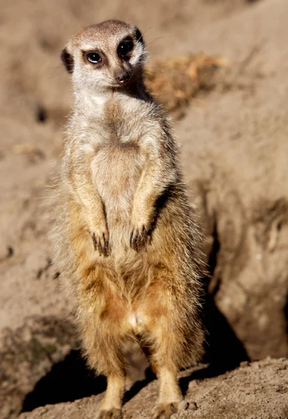 Djurliv Meerkat Suricata Suricatta — Stockfoto