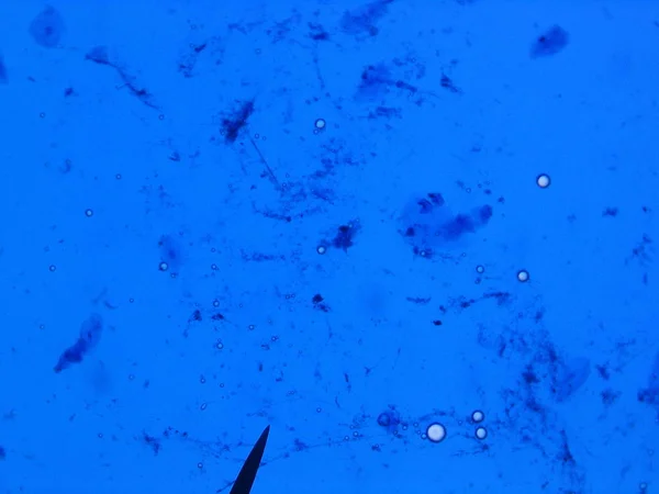 显微镜下 显微镜下的抽象纹理 — 图库照片