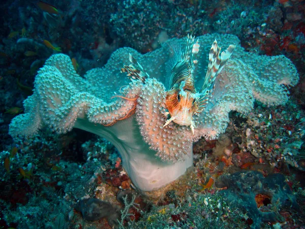 Lionfish Mar Subaquático Vida Marinha — Fotografia de Stock