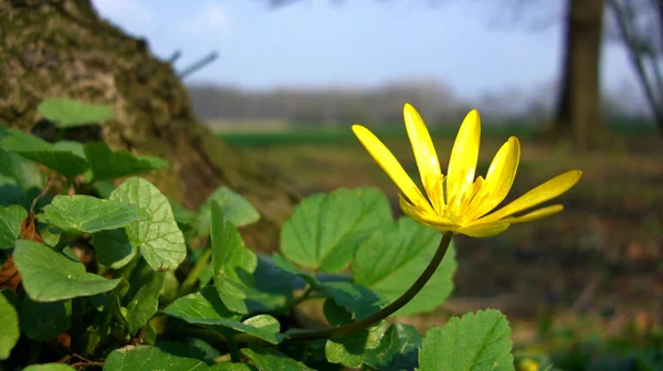 Mooie Bloeiende Bloemen Natuur Achtergrond — Stockfoto