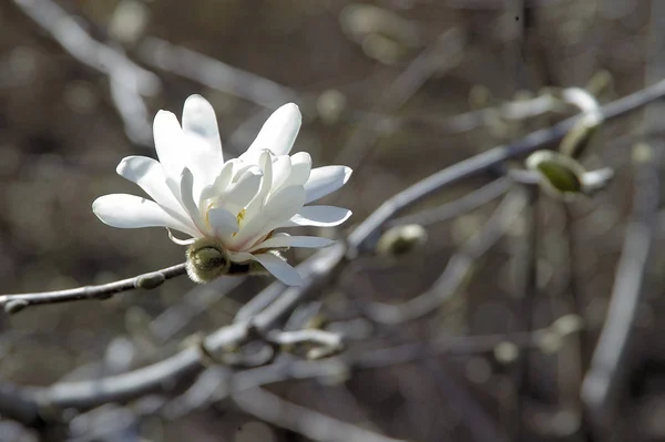 Kwiaty Magnolii Kwitnące Wiosenne Płatki Flory — Zdjęcie stockowe