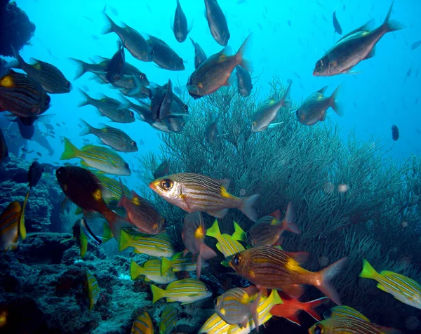 Szenischer Blick Auf Die Unterwasserwelt — Stockfoto