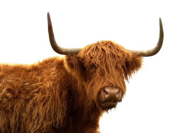 Highland Rundvee Dieren Het Wild — Stockfoto