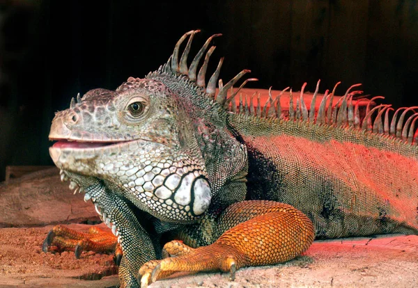 Lucertola Iguana Predatore Animale — Foto Stock