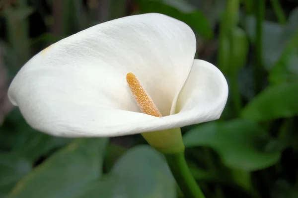 Floração Uma Cala — Fotografia de Stock