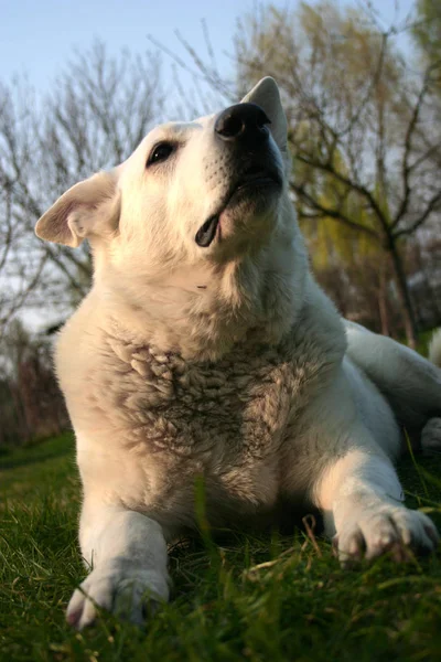 Portait Simpatico Cane Compagnia — Foto Stock