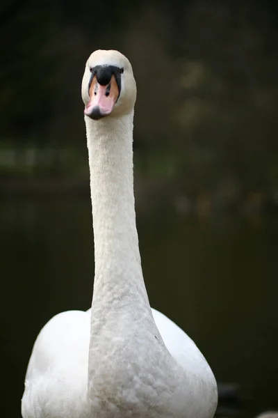 Pittoreska Fågel Tema Skott — Stockfoto