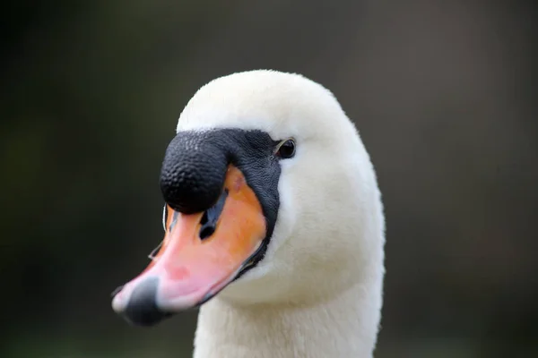 Portrait Mute Swan — Stock Photo, Image