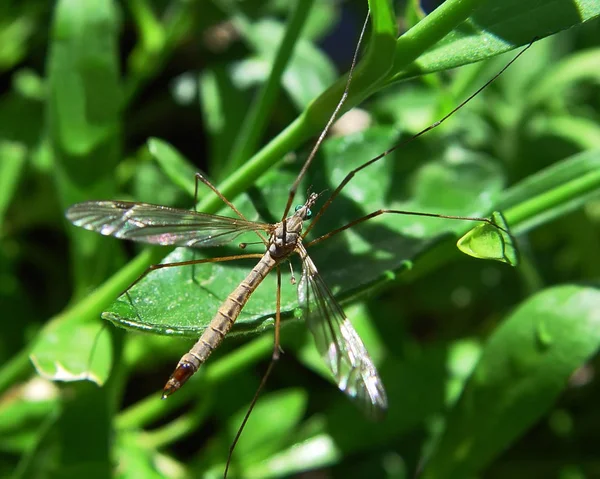 Daru Légy Nephrotoma Quadrifaria — Stock Fotó