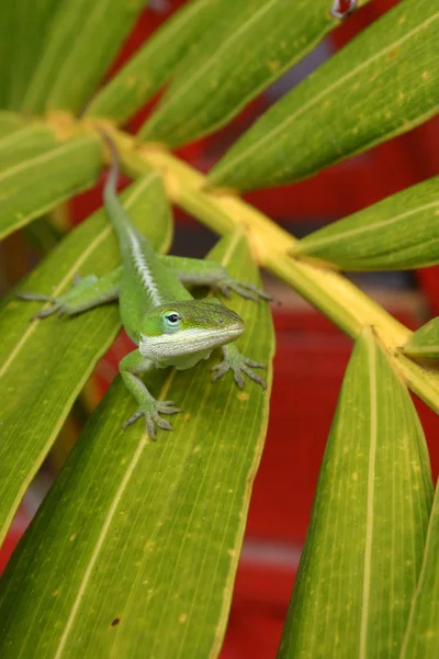 Primer Plano Lagarto Hábitat Concepto Salvajismo — Foto de Stock